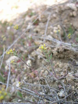 Image of desert madwort