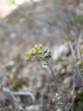 Image of desert madwort