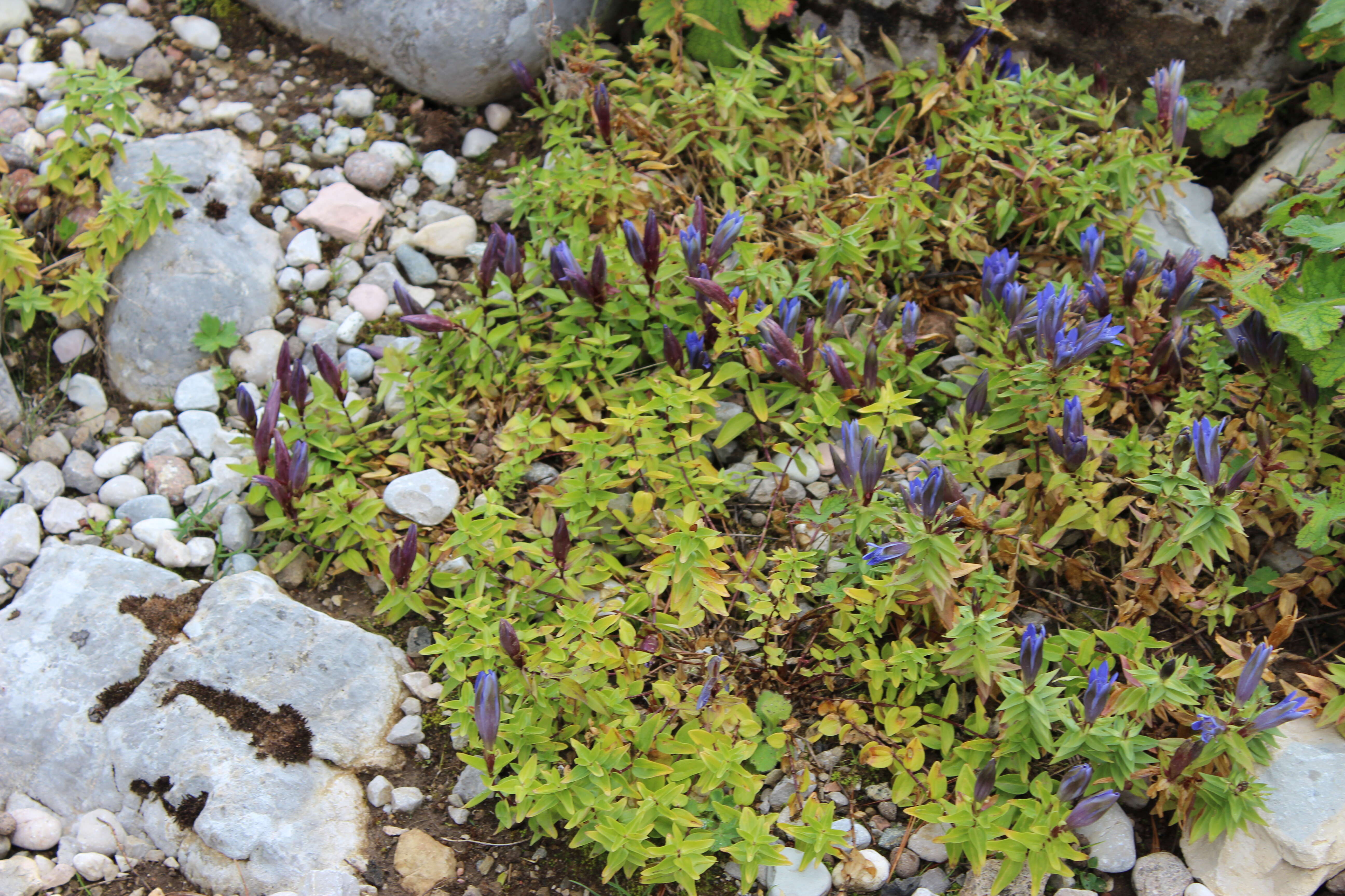 Image of crested gentian