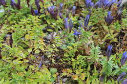 Image of crested gentian