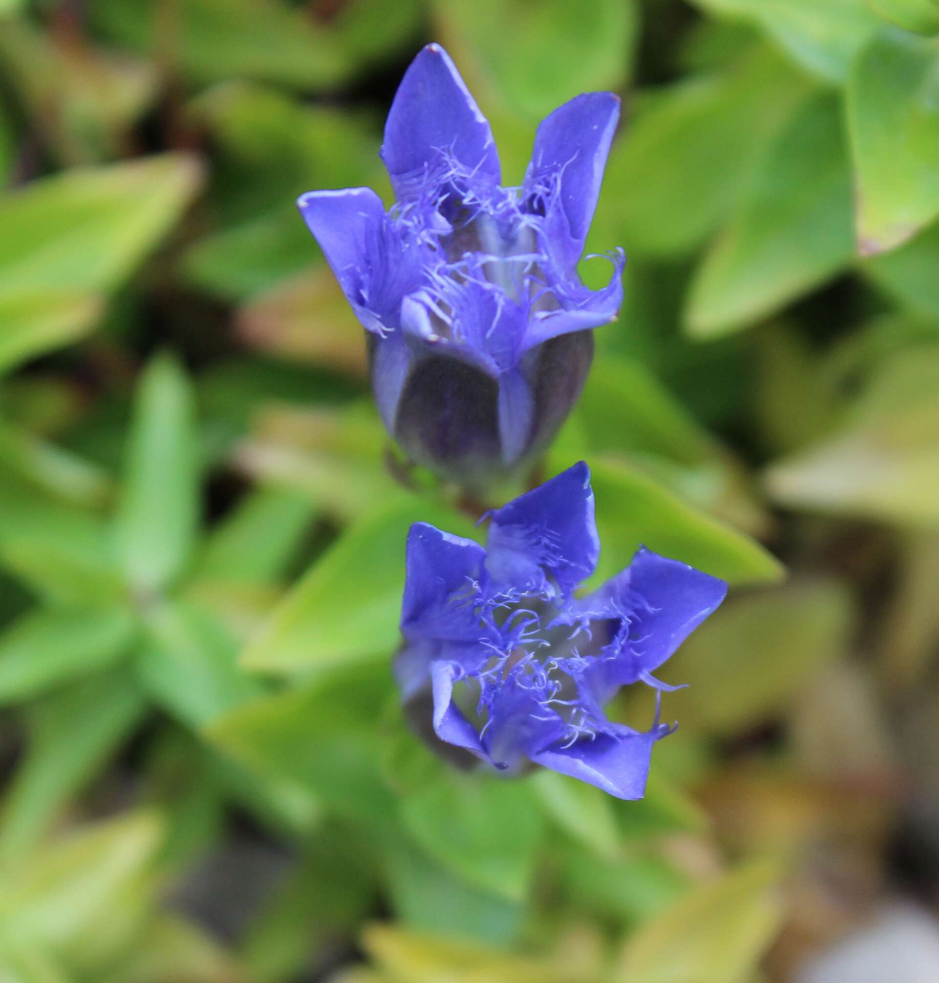 Image of crested gentian