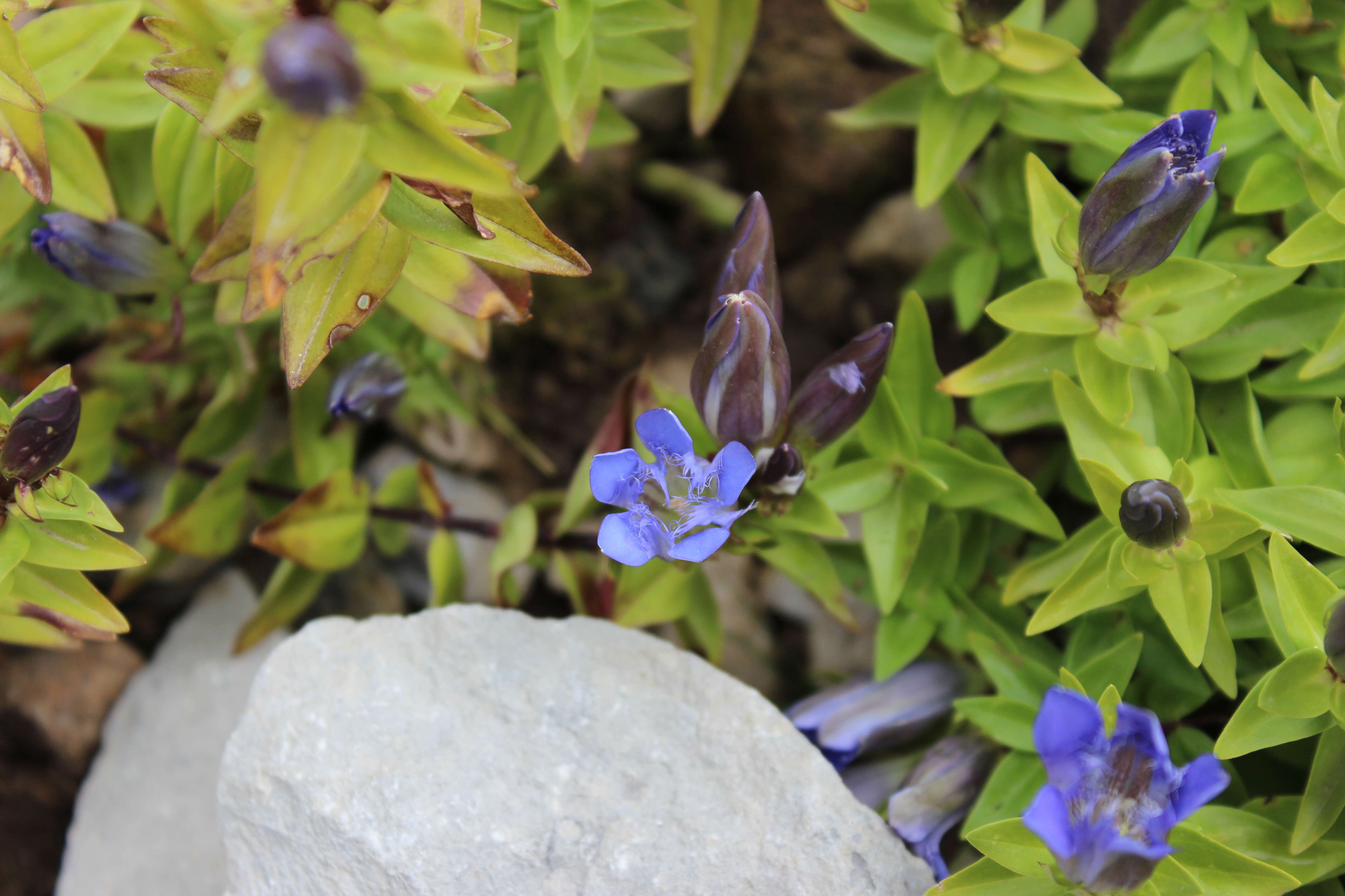 Image of crested gentian