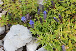 Image of crested gentian