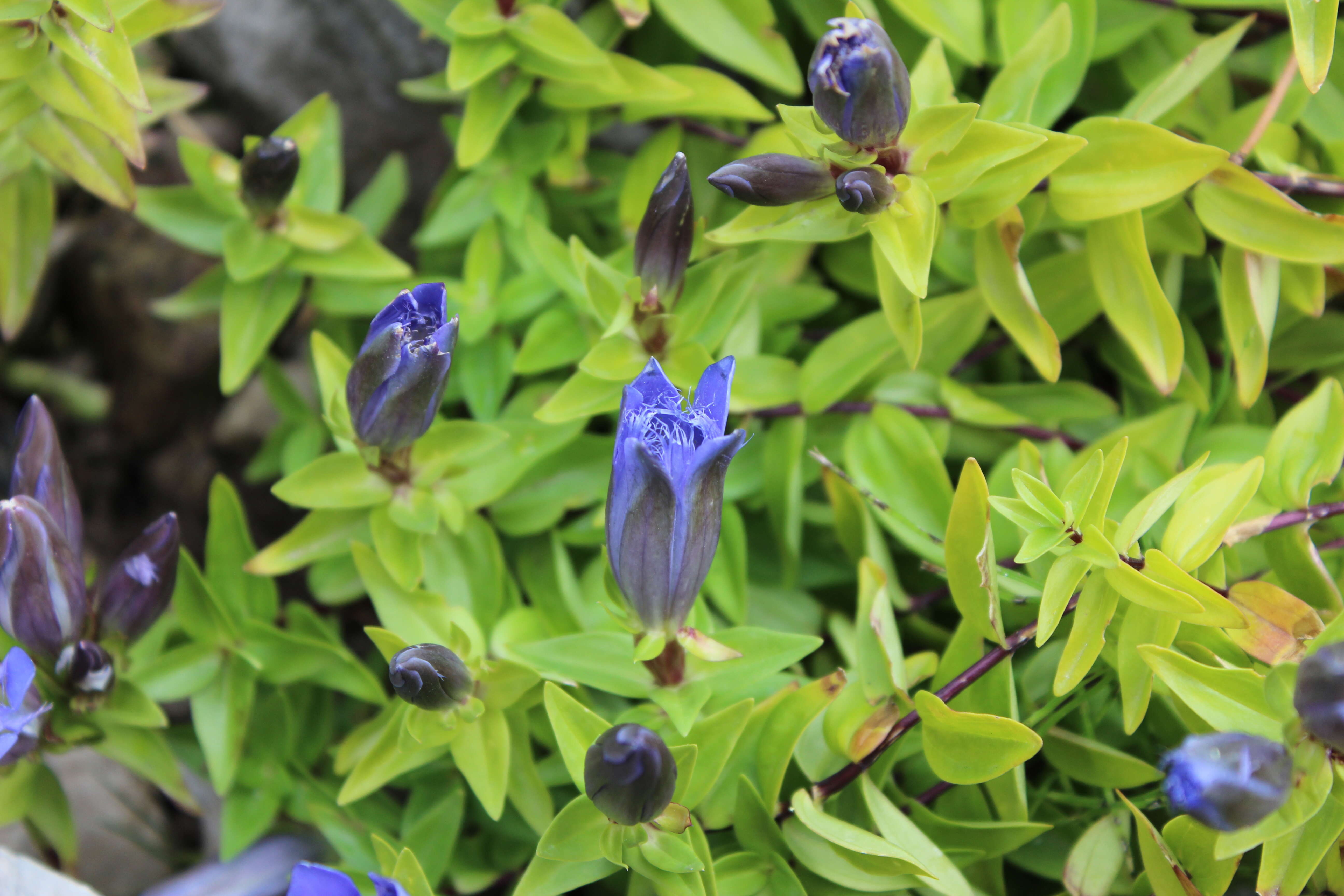 Image of crested gentian