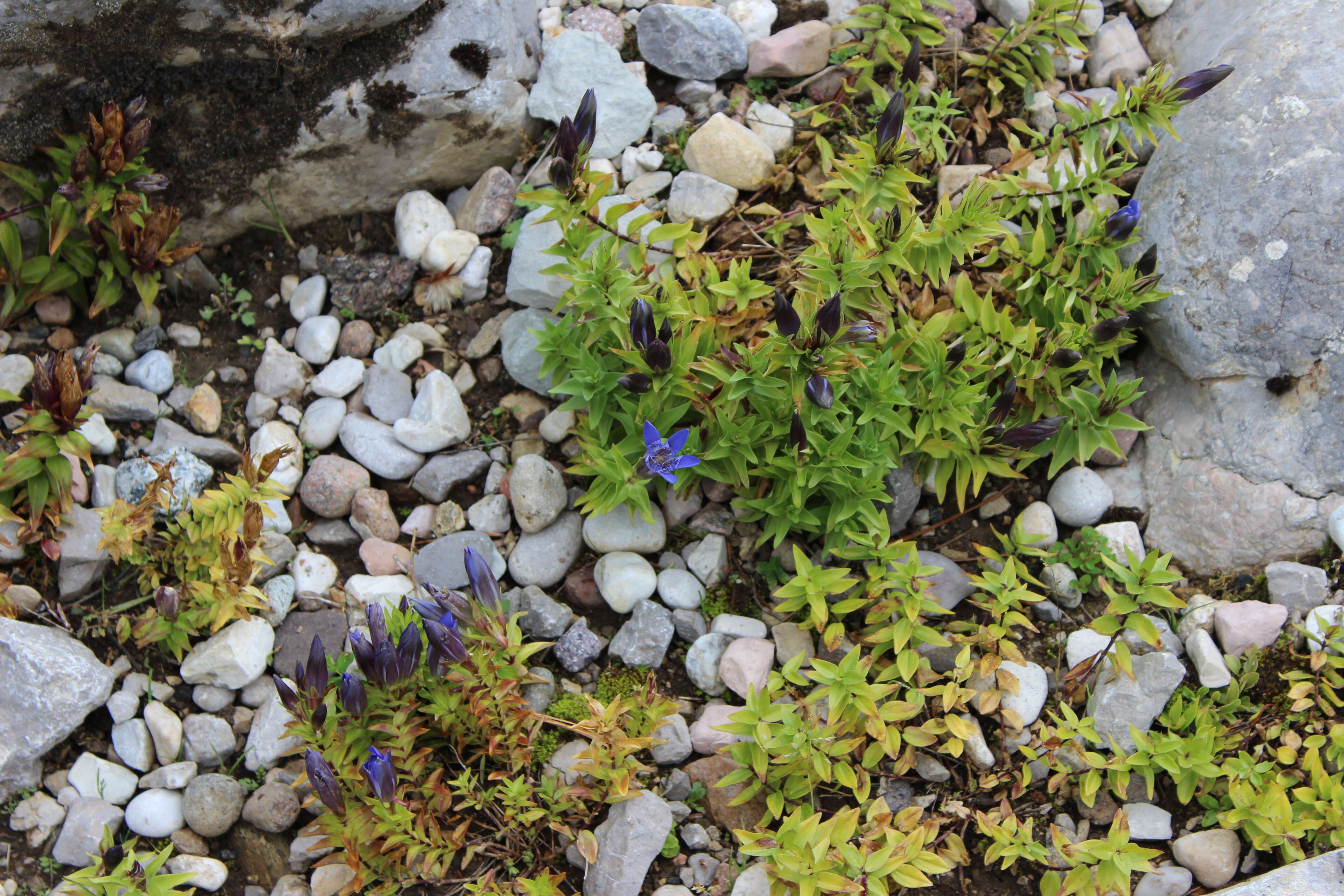 Image of crested gentian