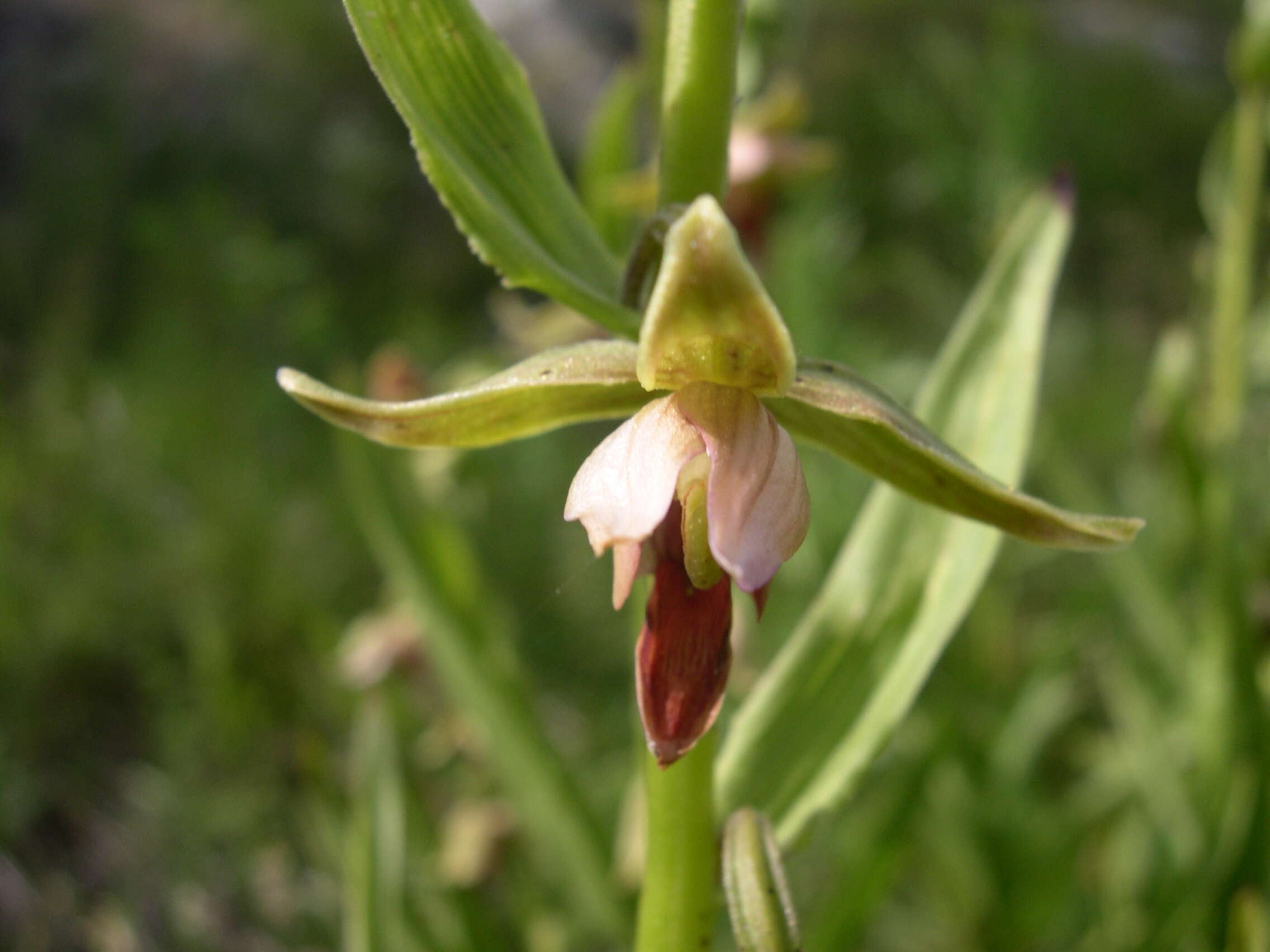 Image of Stream orchid