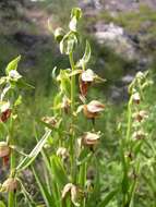 Image of Stream orchid