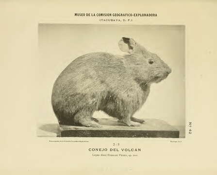 Image de Romerolagus Merriam 1896