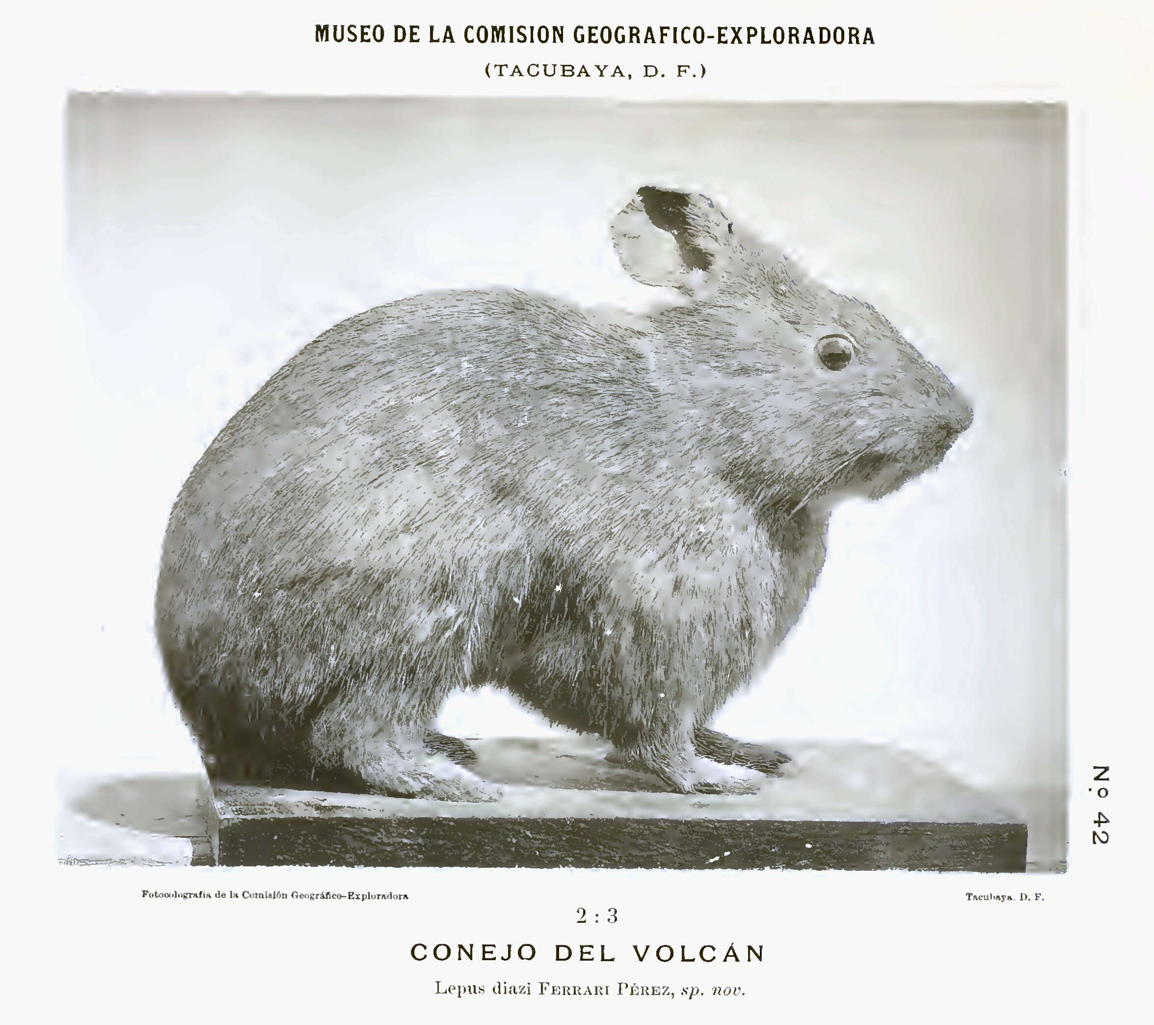 Image de Romerolagus Merriam 1896