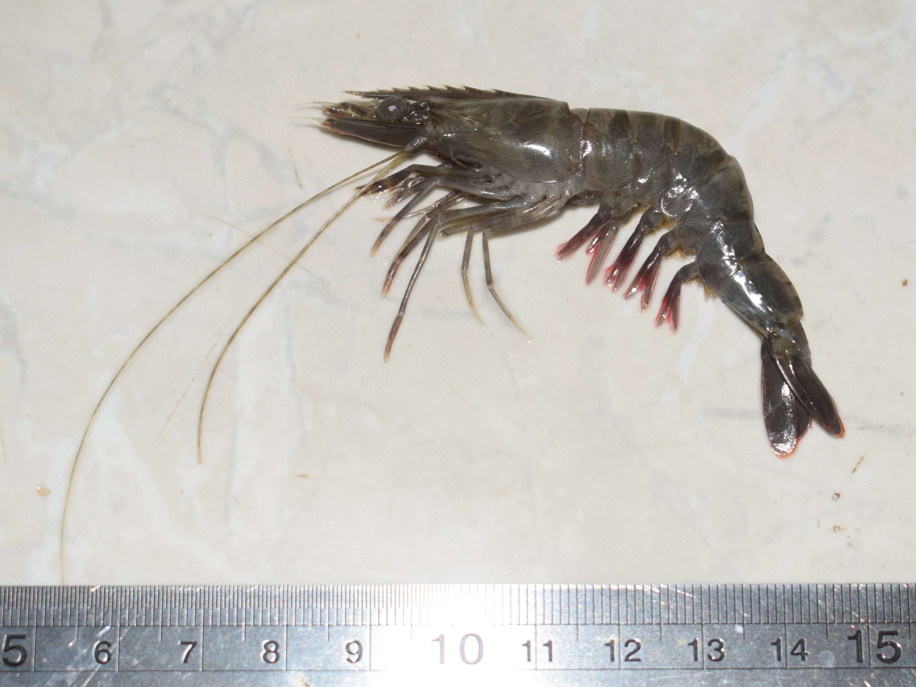 Image of Green tiger prawn