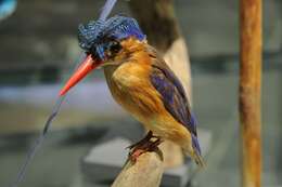 Image of Alcedo cristata