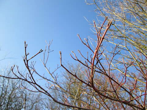 Imagem de Cornus sanguinea L.