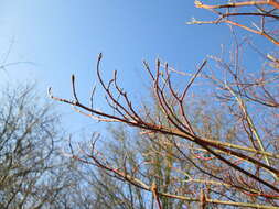 Image of bloodtwig dogwood