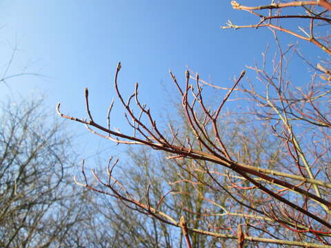 Image of bloodtwig dogwood