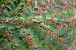 Image of Breynia oblongifolia (Müll. Arg.) Müll. Arg.