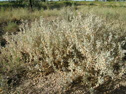 Image de Atriplex lindleyi Moq.