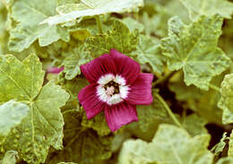 Image of mallow