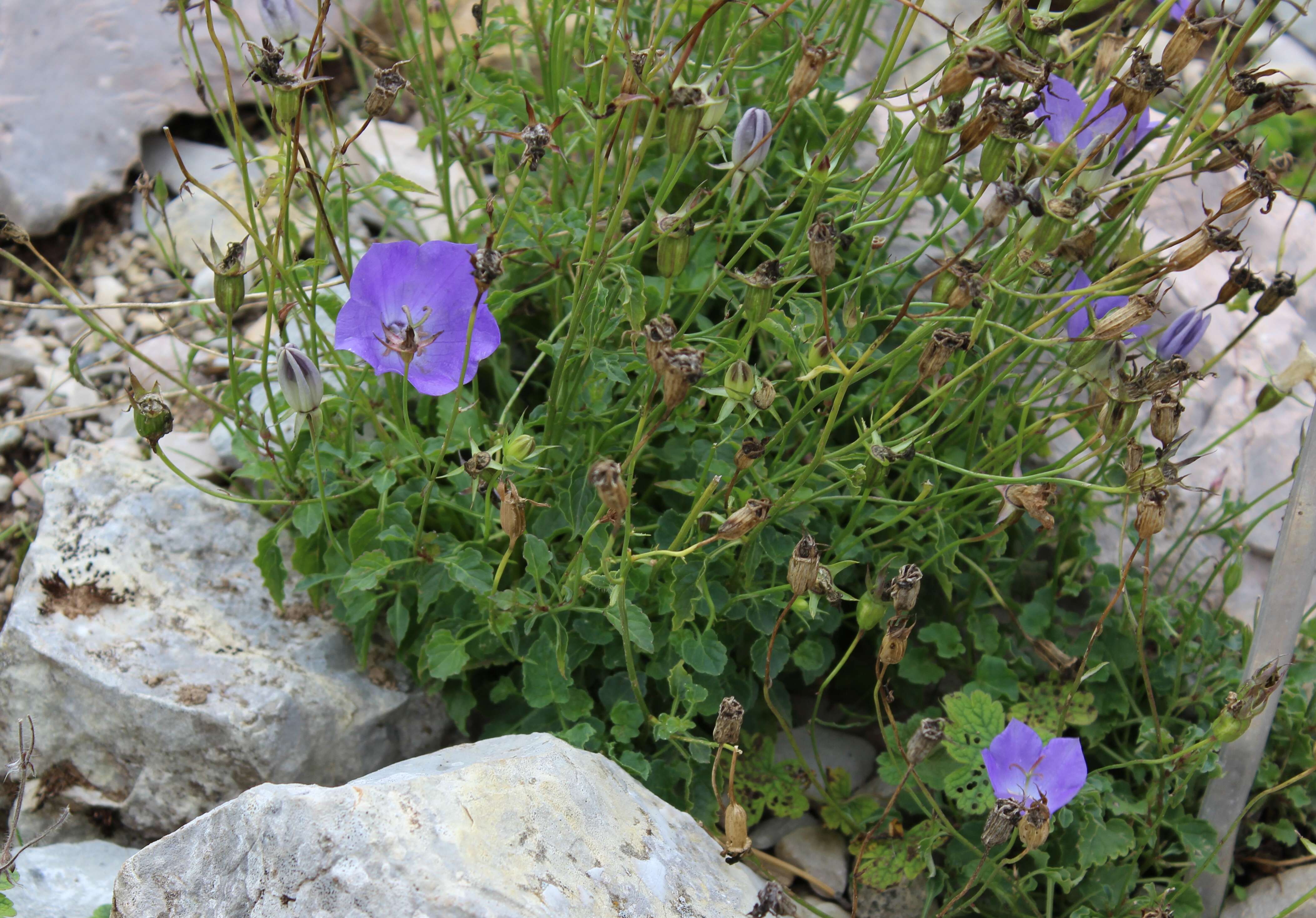 Image of tussock bellflower