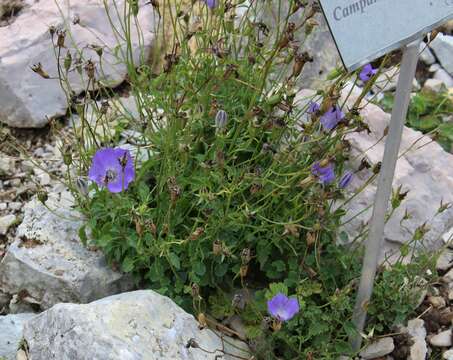 Image of tussock bellflower