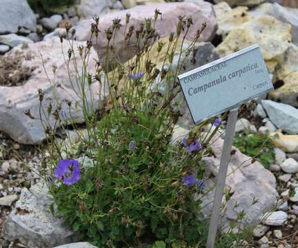 Image of tussock bellflower