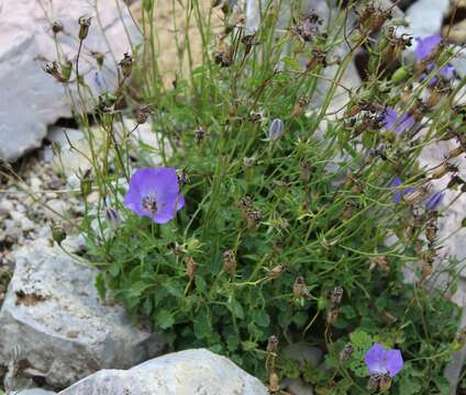 Image of tussock bellflower