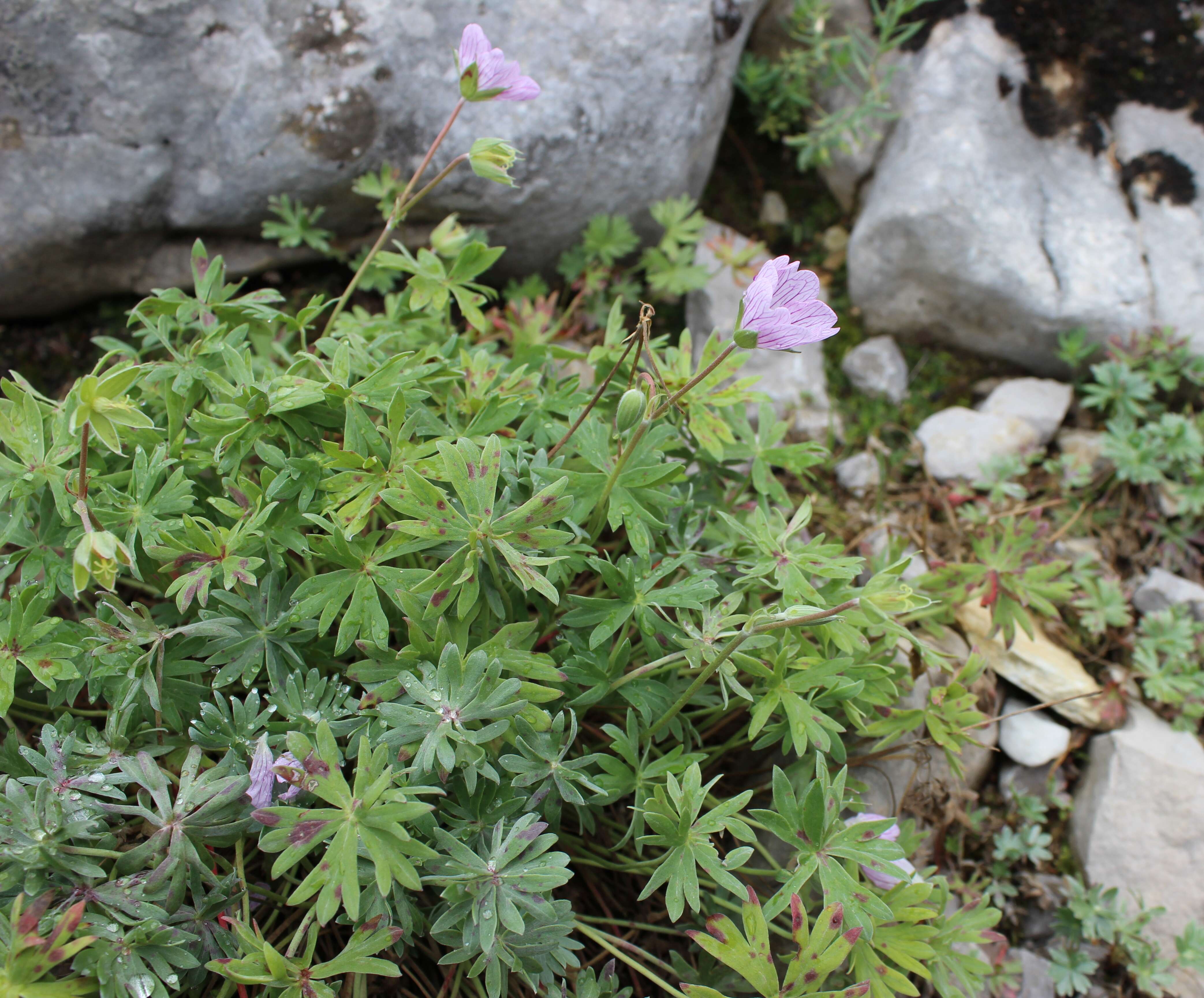 Image of Geranium argenteum L.