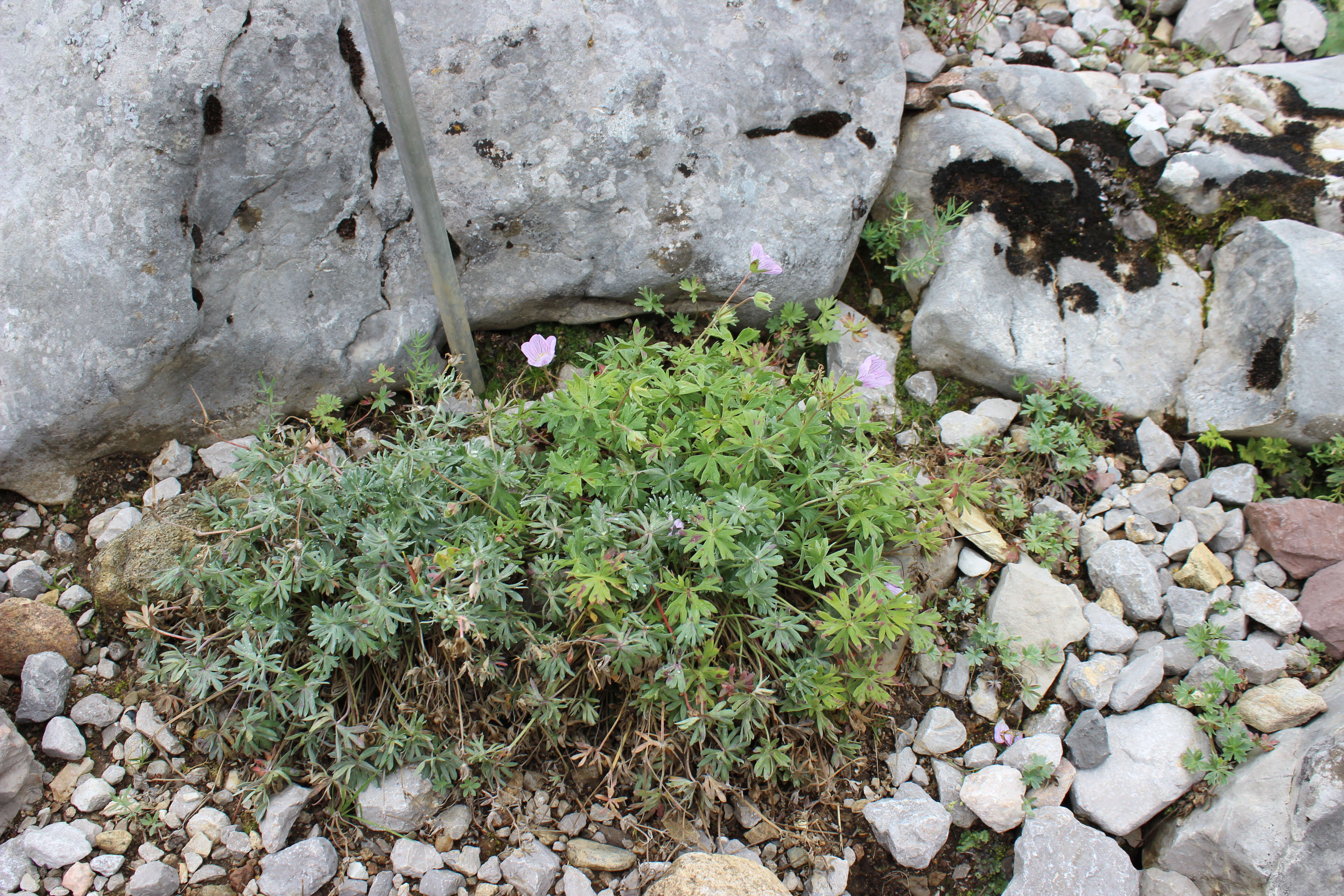 Image of Geranium argenteum L.