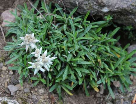 Image of Leontopodium discolor Beauv.