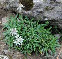 Image of Leontopodium discolor Beauv.