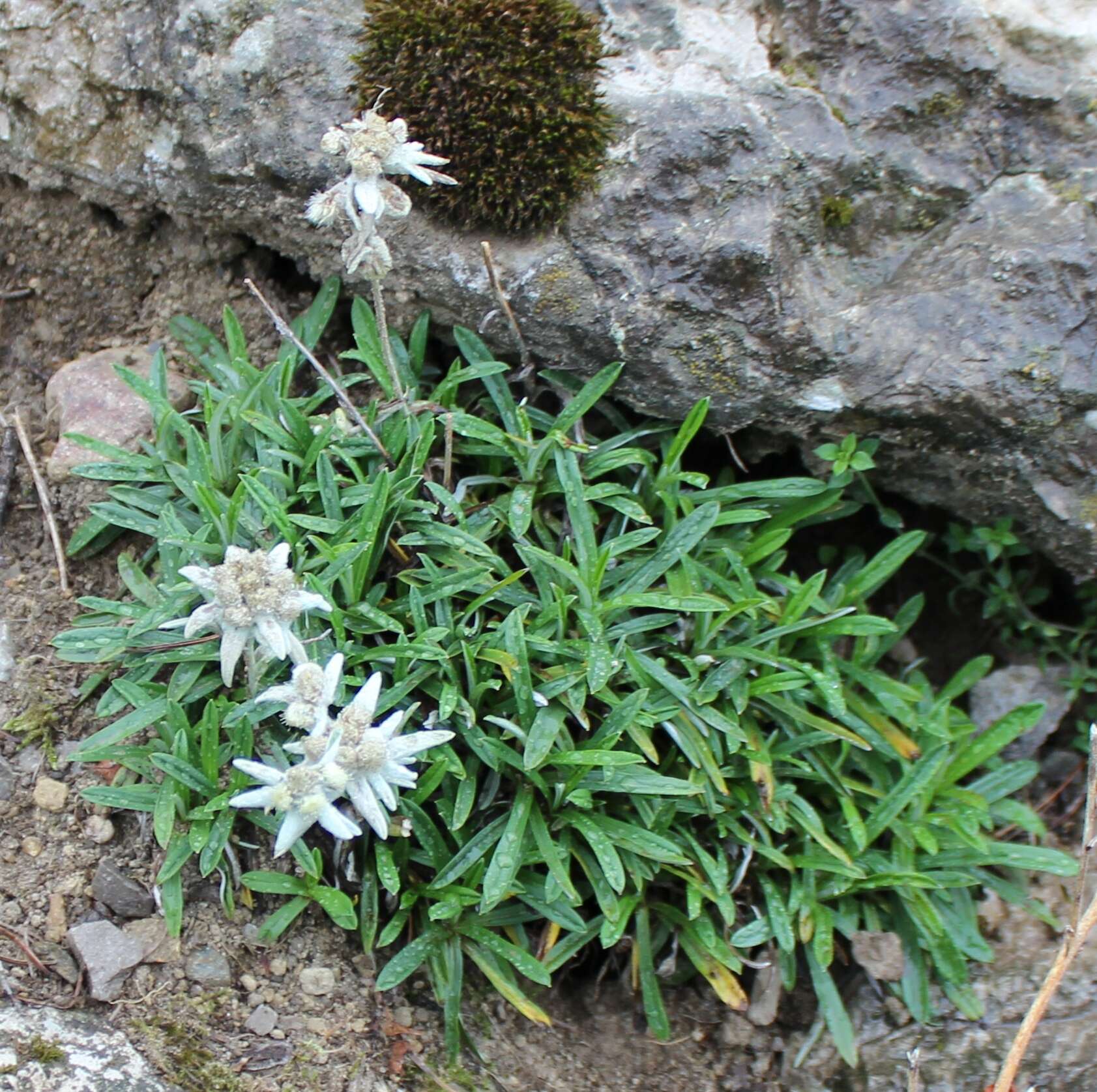 Image of Leontopodium discolor Beauv.