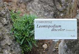 Image of Leontopodium discolor Beauv.