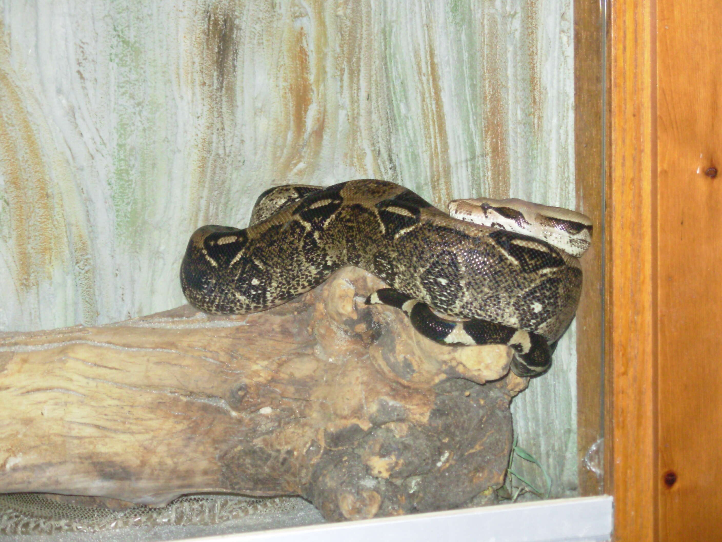 Boa constrictor Linnaeus 1758 resmi