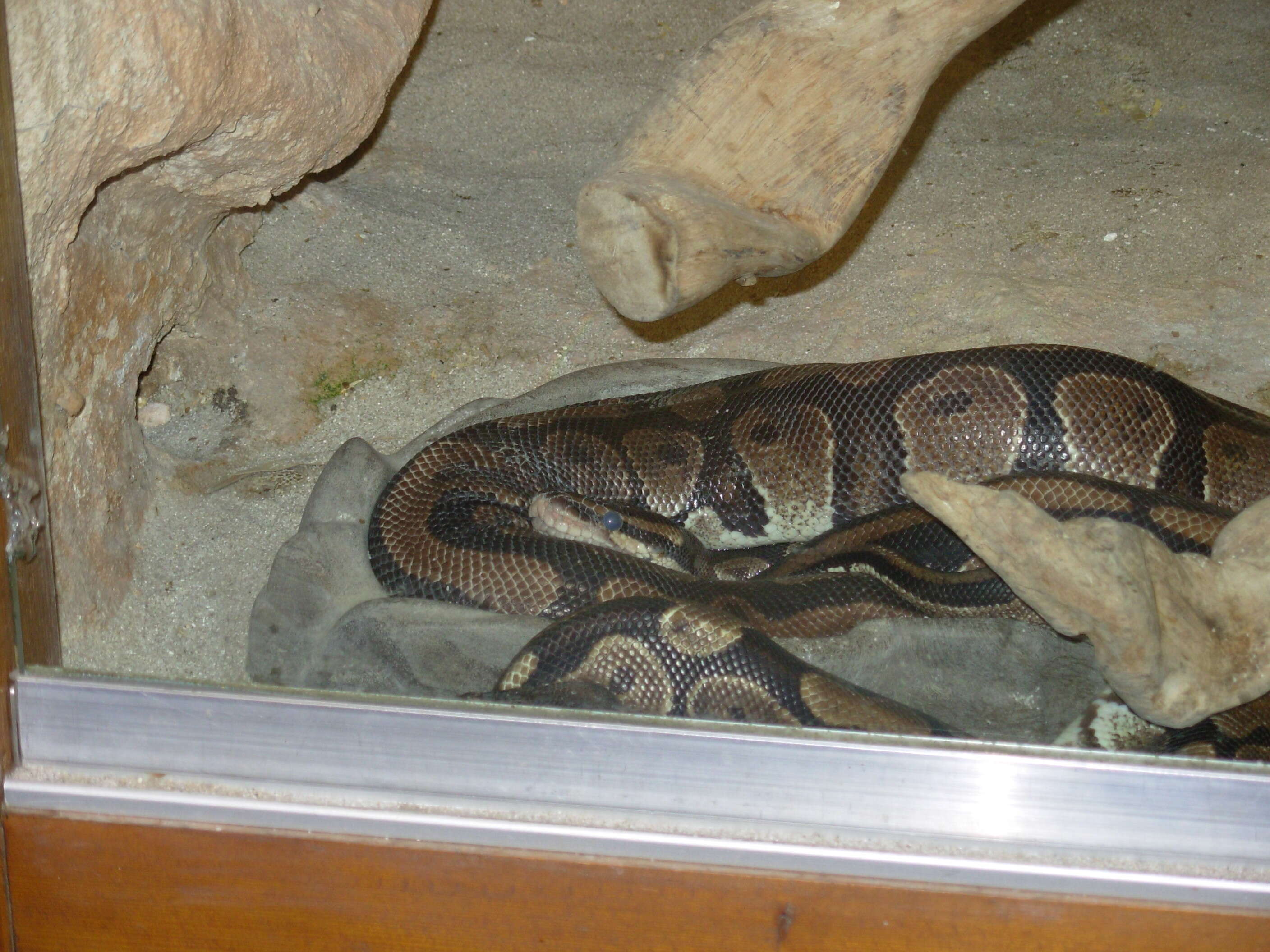 Image of Ball Python