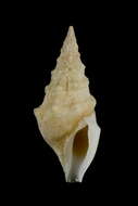 Image of Clavus exasperatus (Reeve 1843)