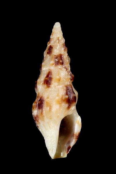 Image of Clavus formosa