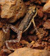 Image of Mount Nimba Viviparous Toad