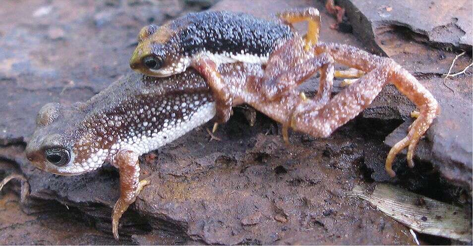 Image of Mount Nimba Viviparous Toad