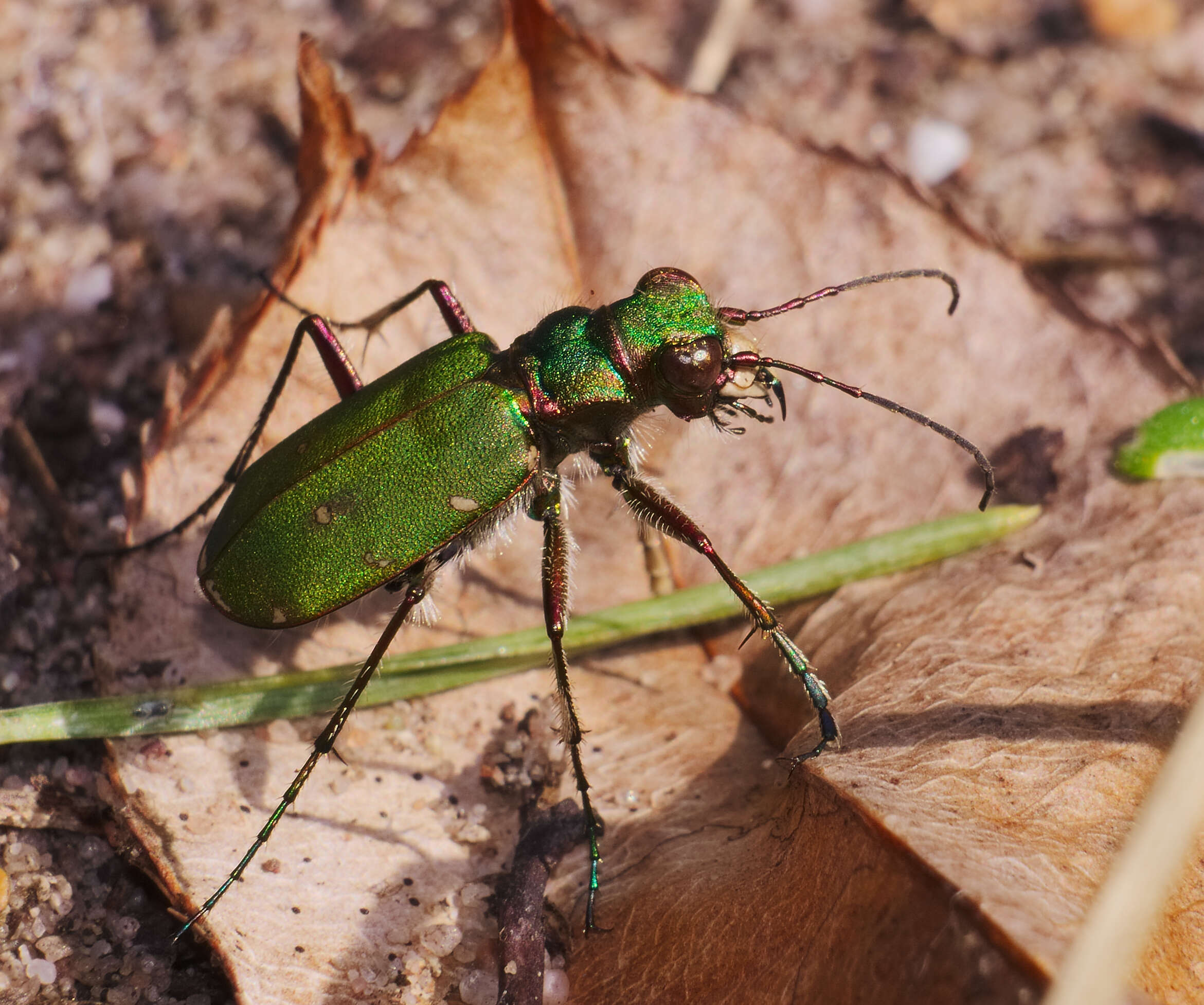 Image of Green tiger beetle