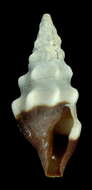 Image of Clavus unizonalis (Lamarck 1822)
