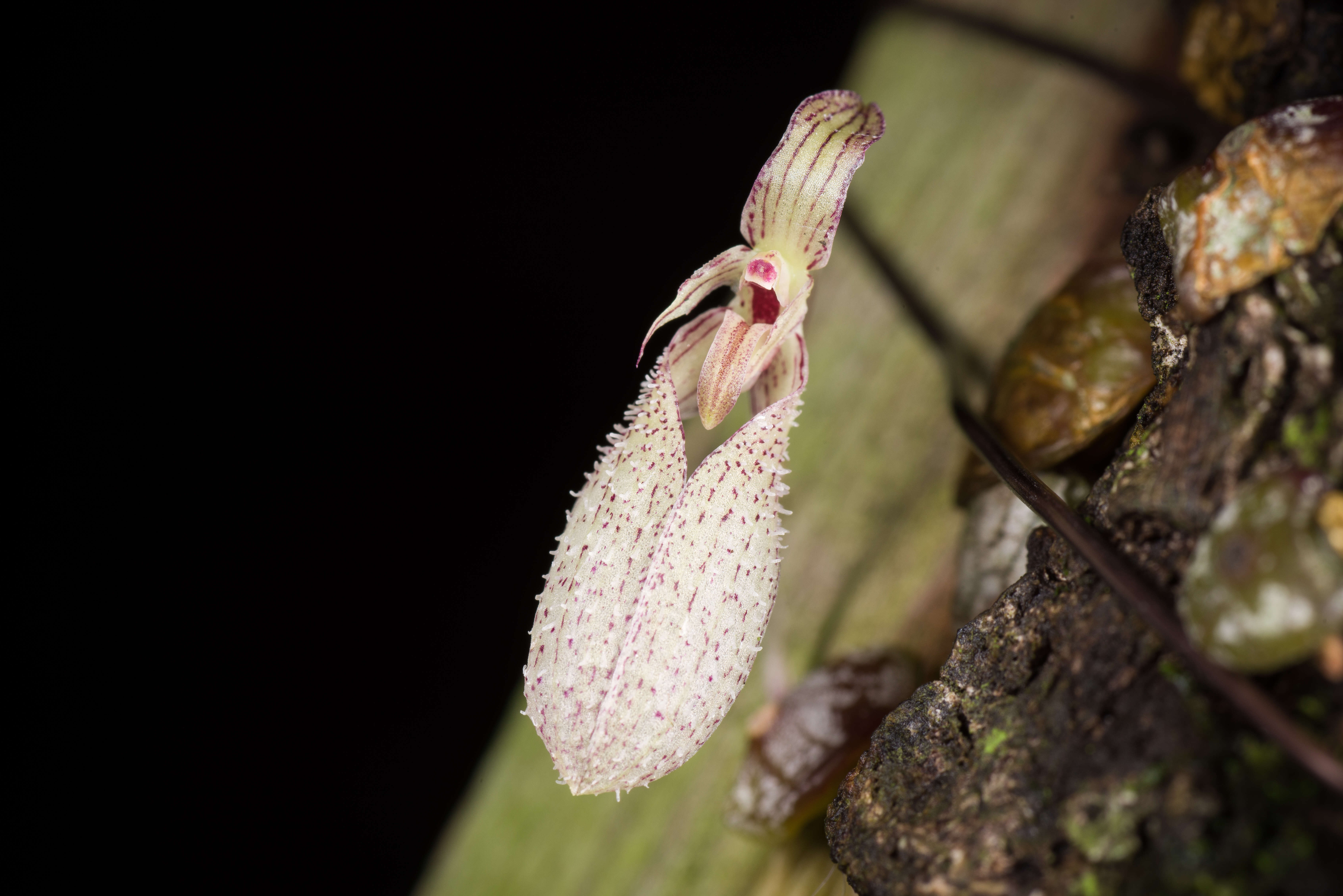 Image of Bulbophyllum polliculosum Seidenf.