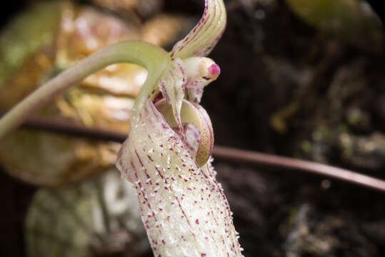 Image of Bulbophyllum polliculosum Seidenf.