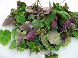 Image of Mint