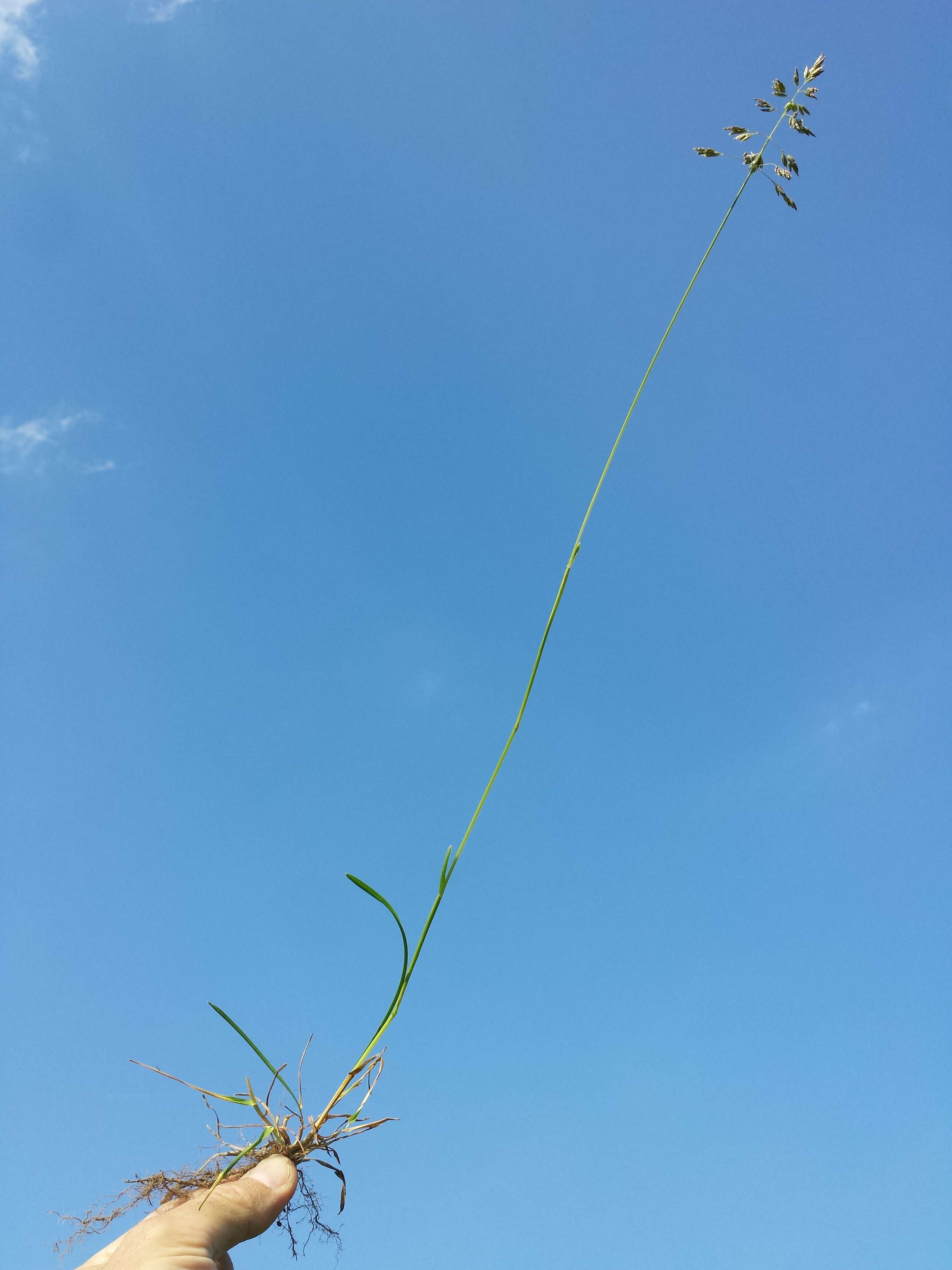 Image of Smooth Meadow-grass