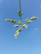 Image of Smooth Meadow-grass