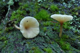 Image of Lichenomphalia umbellifera (L.) Redhead, Lutzoni, Moncalvo & Vilgalys 2002