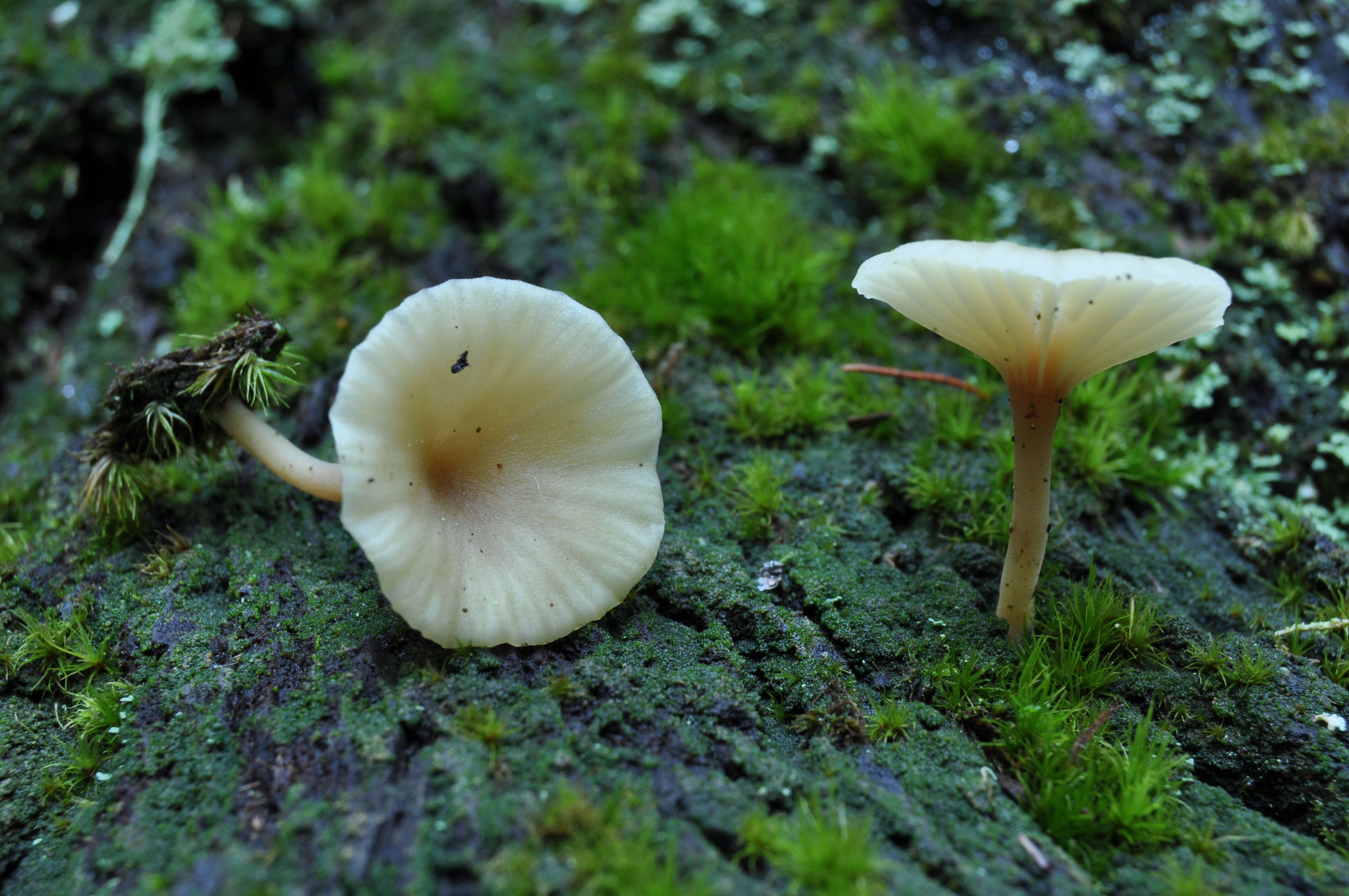 Image of Lichenomphalia umbellifera (L.) Redhead, Lutzoni, Moncalvo & Vilgalys 2002