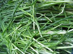 Image of Chinese chives