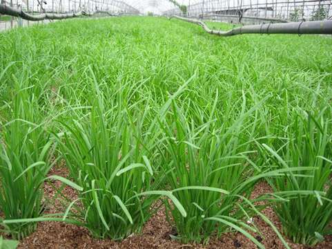 Image of Chinese chives