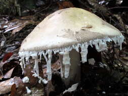 Image of Amanita chlorinosma (Peck) Lloyd 1898