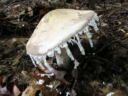 Image of Amanita chlorinosma (Peck) Lloyd 1898